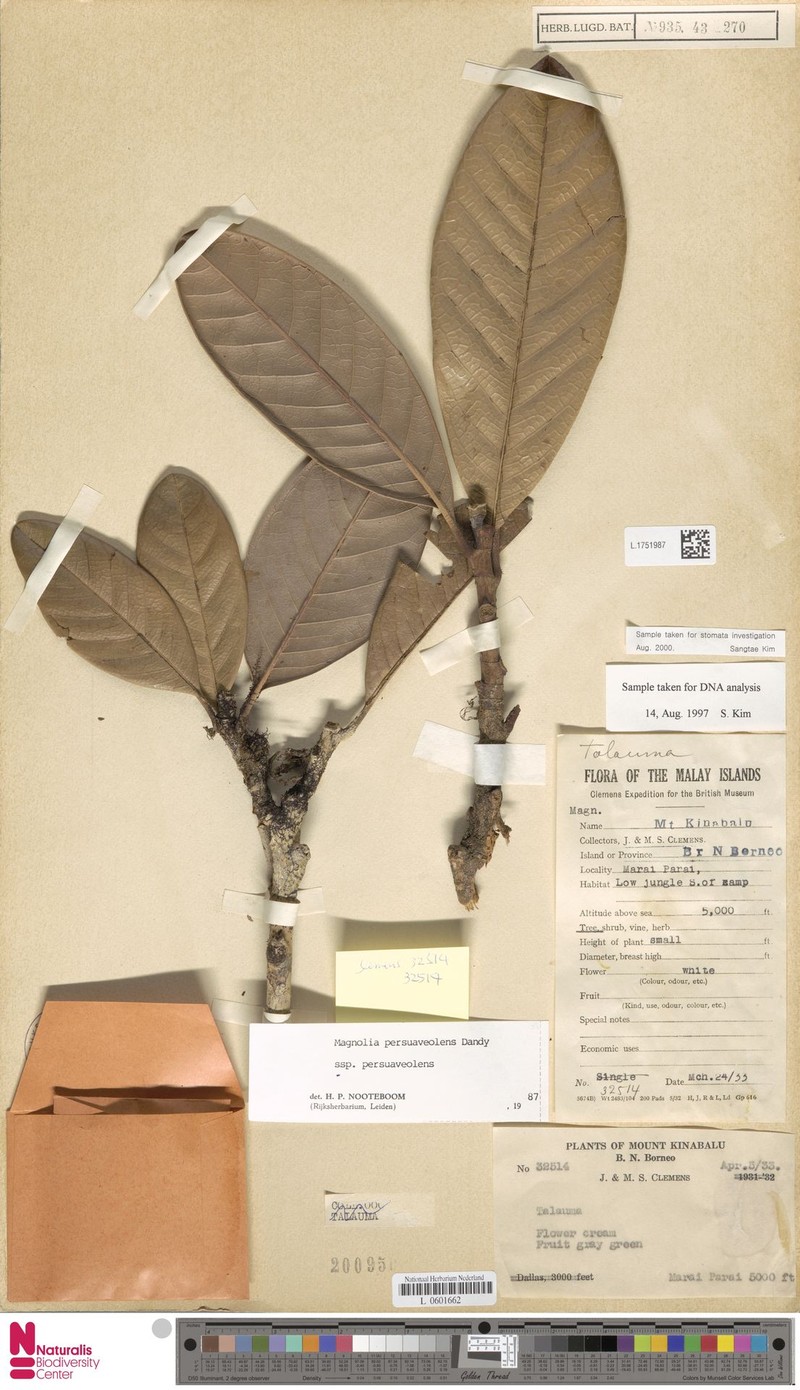 Magnolia persuaveolens subsp. persuaveolens photo 3