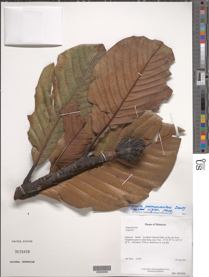 Magnolia persuaveolens subsp. rigida photo 2