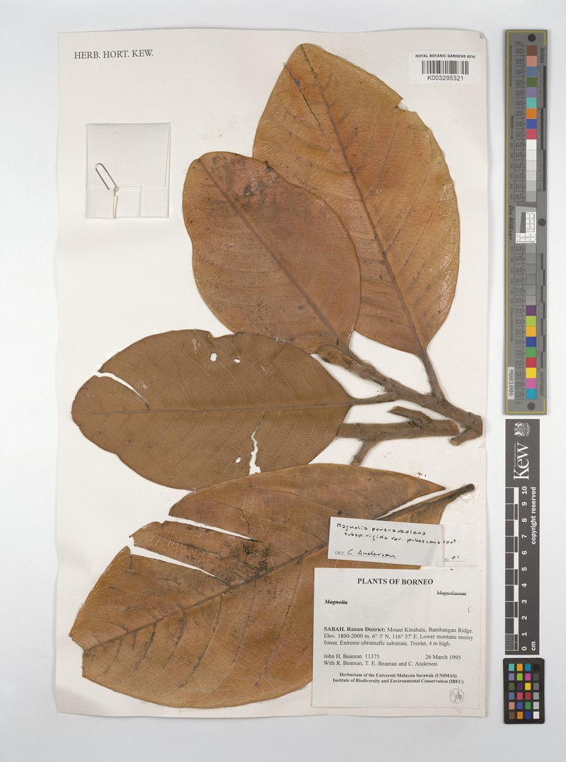 Magnolia persuaveolens subsp. rigida photo 3