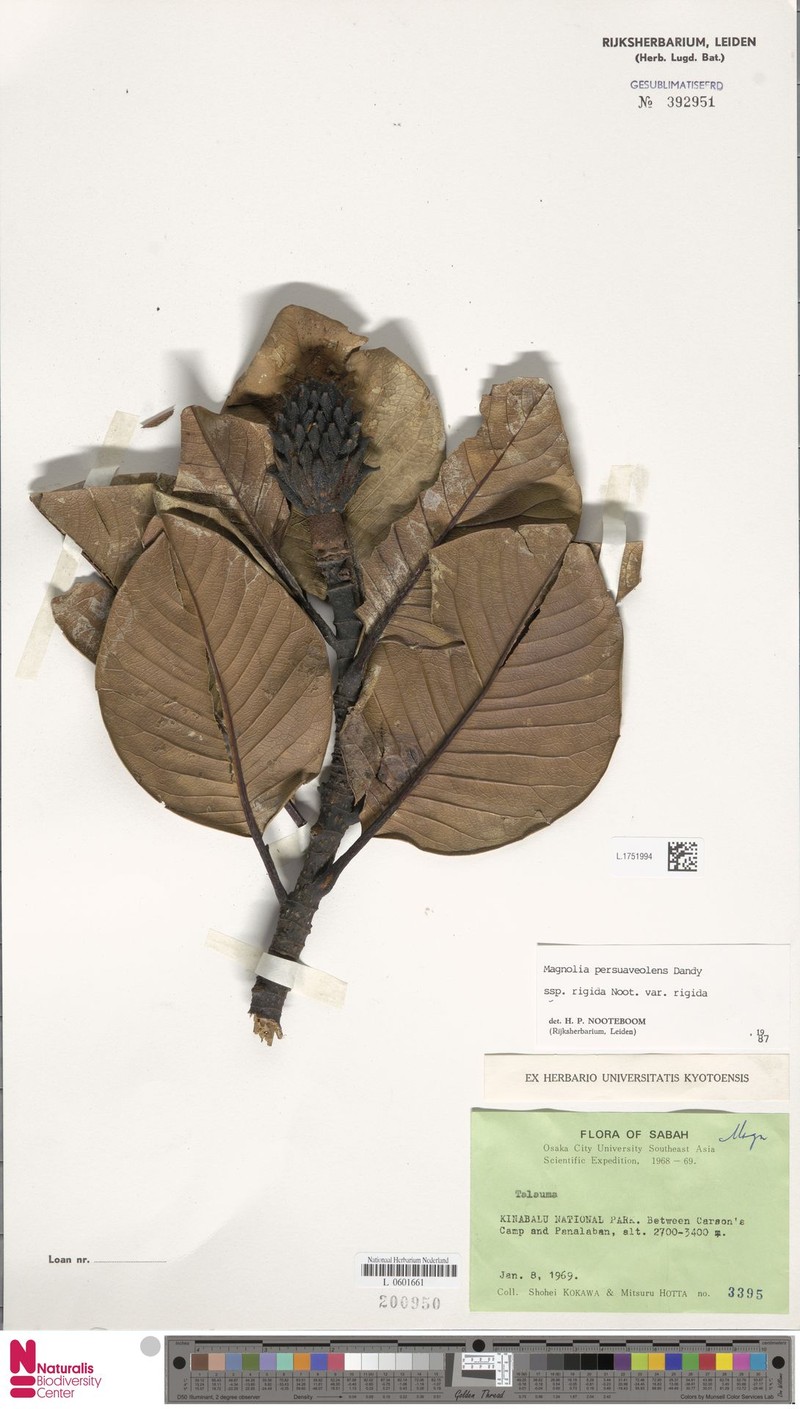 Magnolia persuaveolens subsp. rigida photo 4