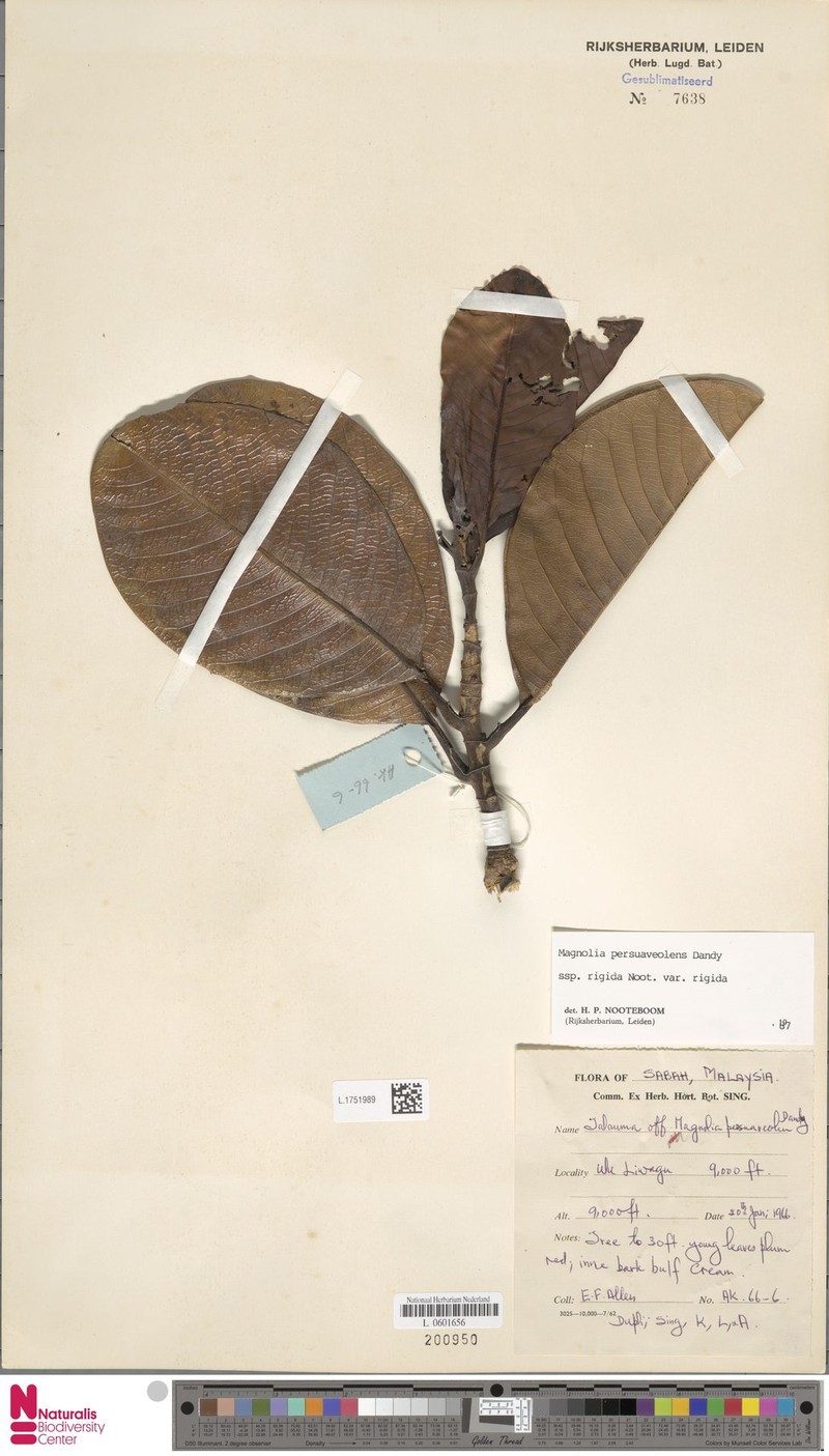 Magnolia persuaveolens subsp. rigida photo 5
