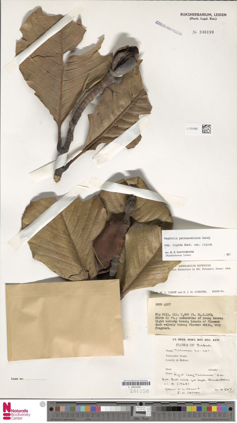 Magnolia persuaveolens subsp. rigida photo 6