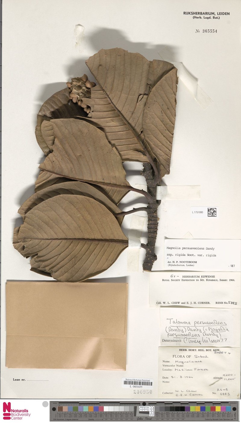 Magnolia persuaveolens subsp. rigida photo 7