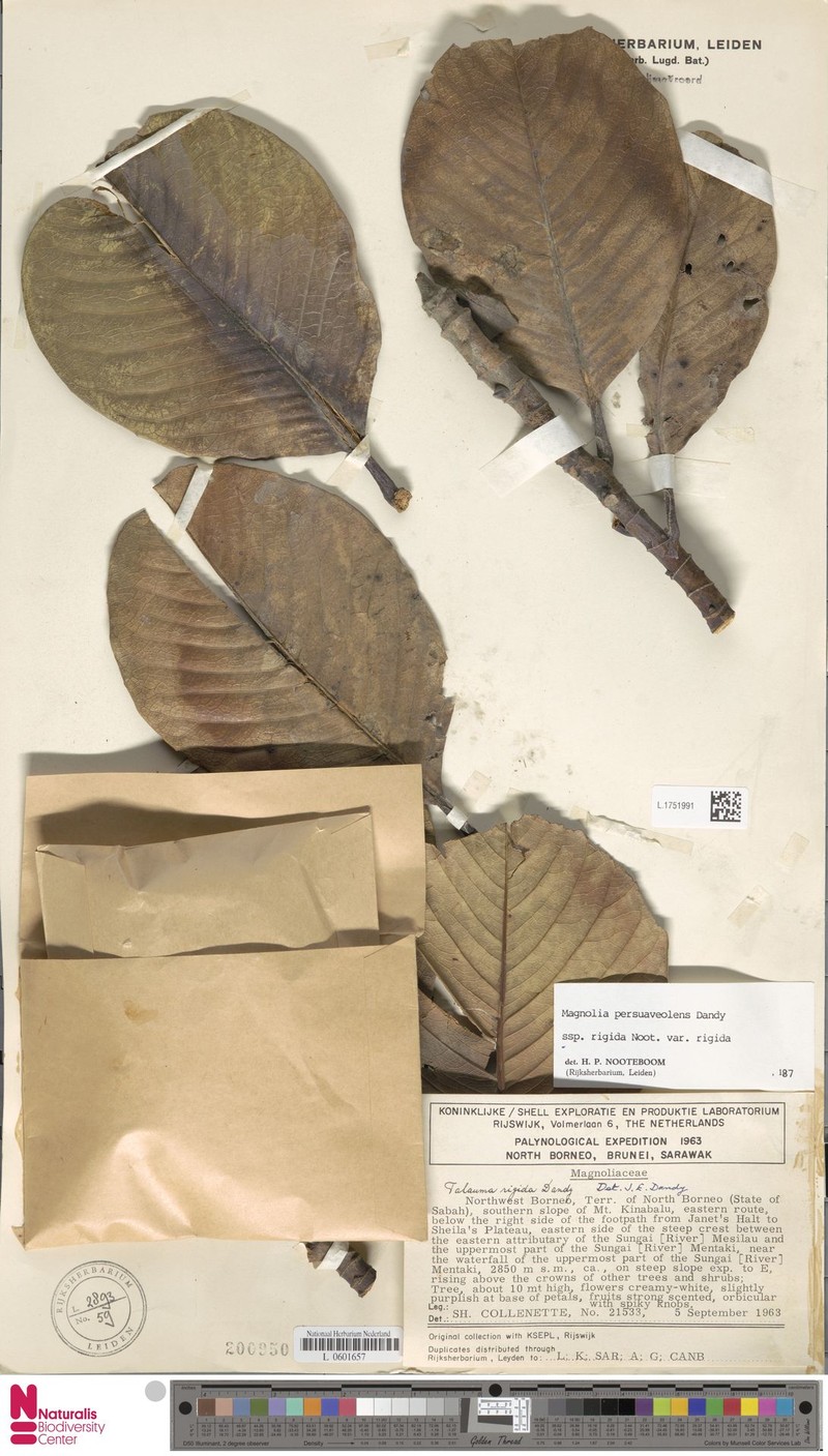 Magnolia persuaveolens subsp. rigida photo 8