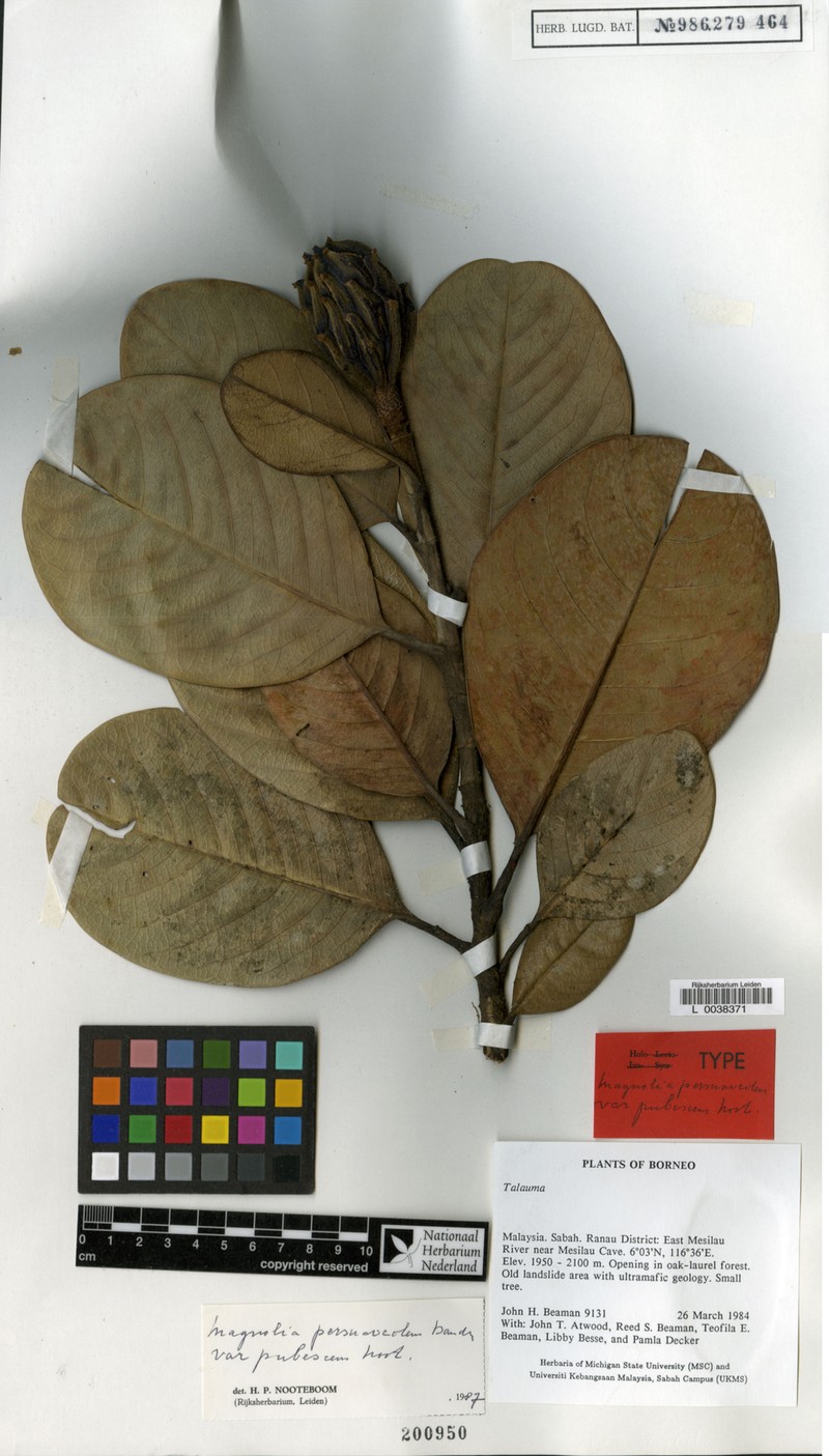 Magnolia persuaveolens var. pubescens