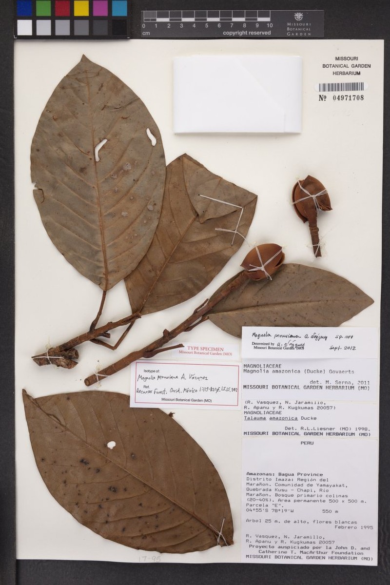 Magnolia peruviana