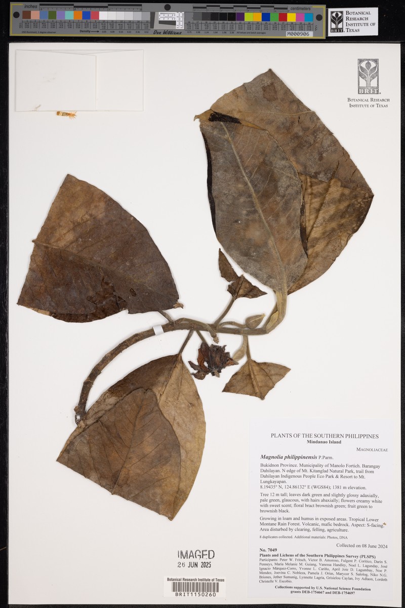 Magnolia philippinensis