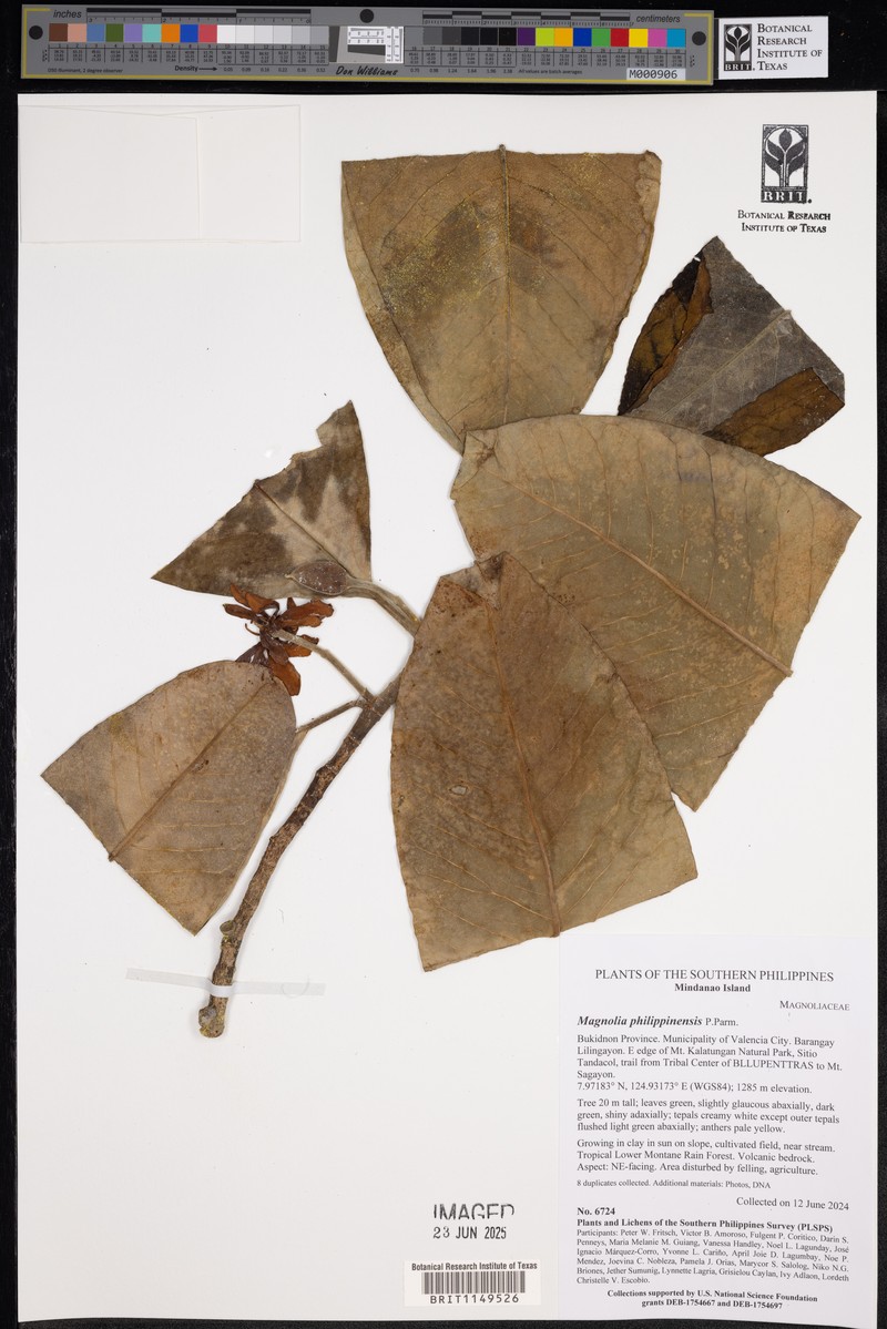 Magnolia philippinensis photo 2