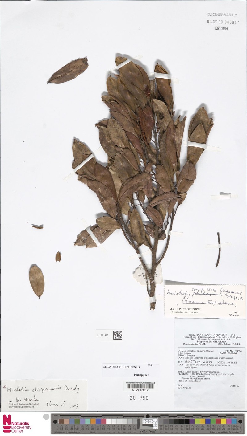 Magnolia philippinensis photo 3