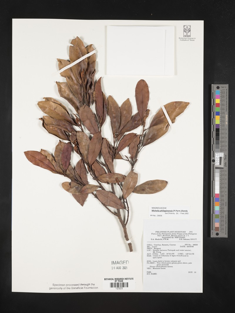 Magnolia philippinensis photo 4