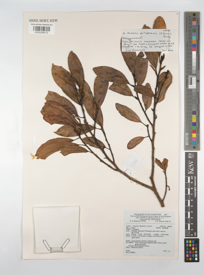 Magnolia philippinensis photo 5