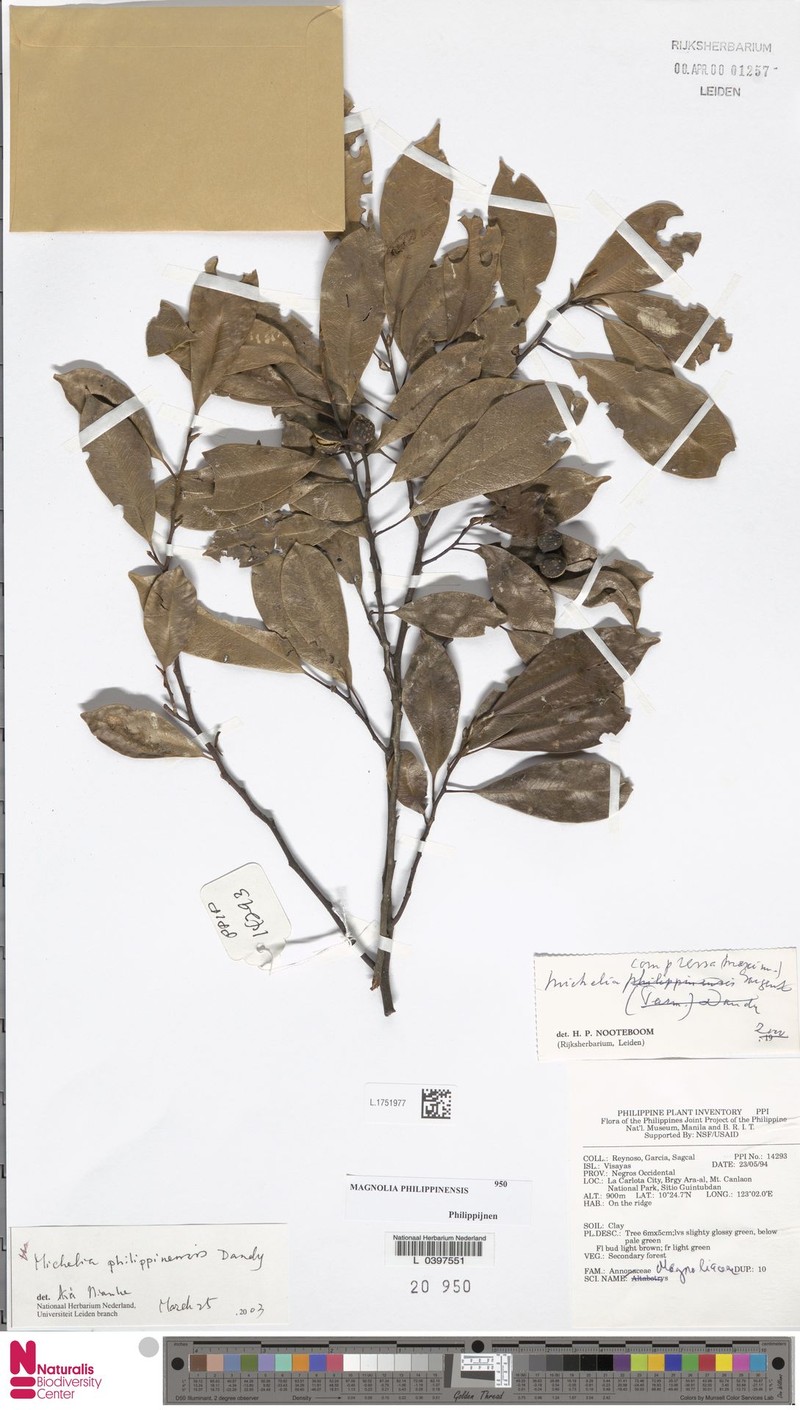 Magnolia philippinensis photo 6