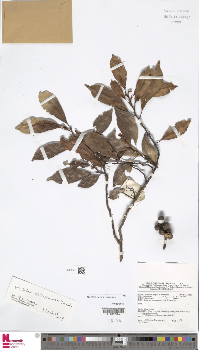 Magnolia philippinensis photo 7