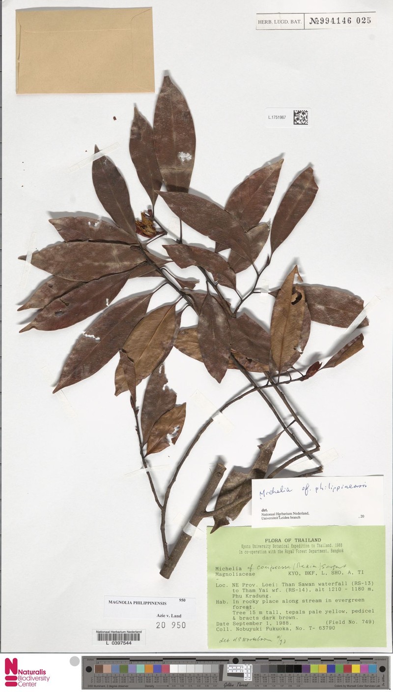 Magnolia philippinensis photo 8