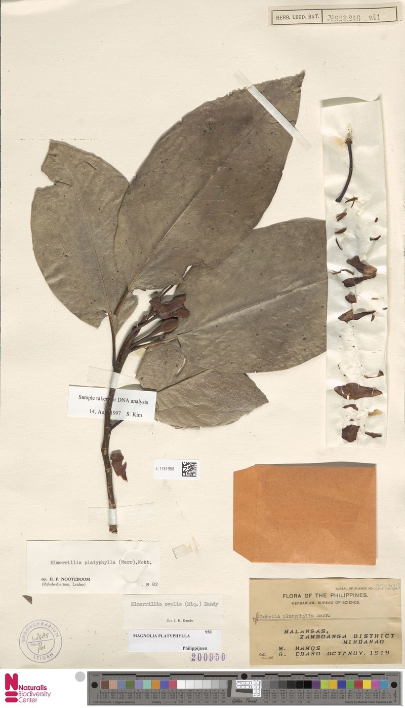 Magnolia platyphylla photo 2