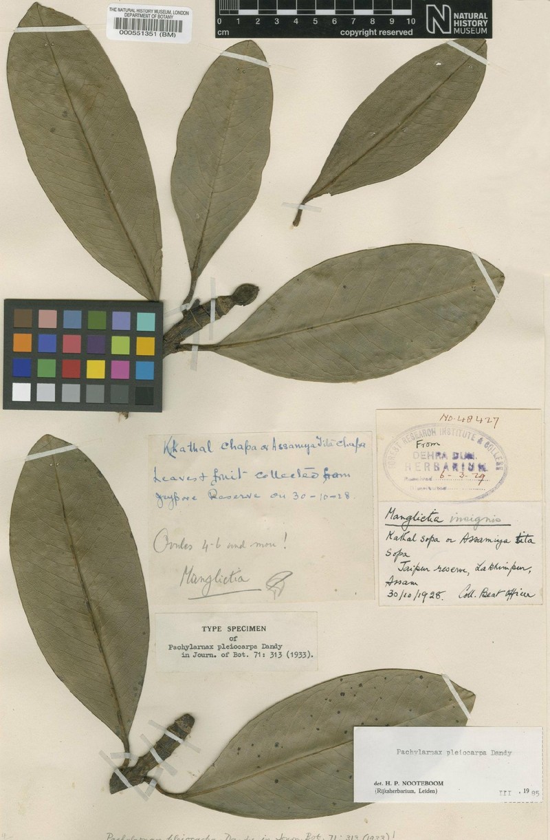Magnolia pleiocarpa