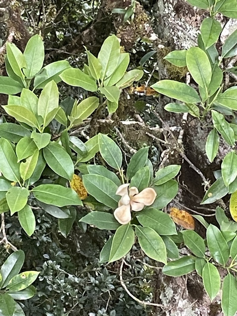 Magnolia poasana photo 3
