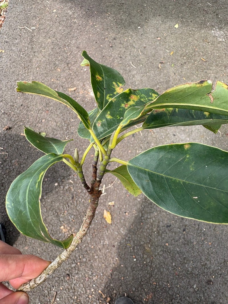Magnolia poasana photo 4