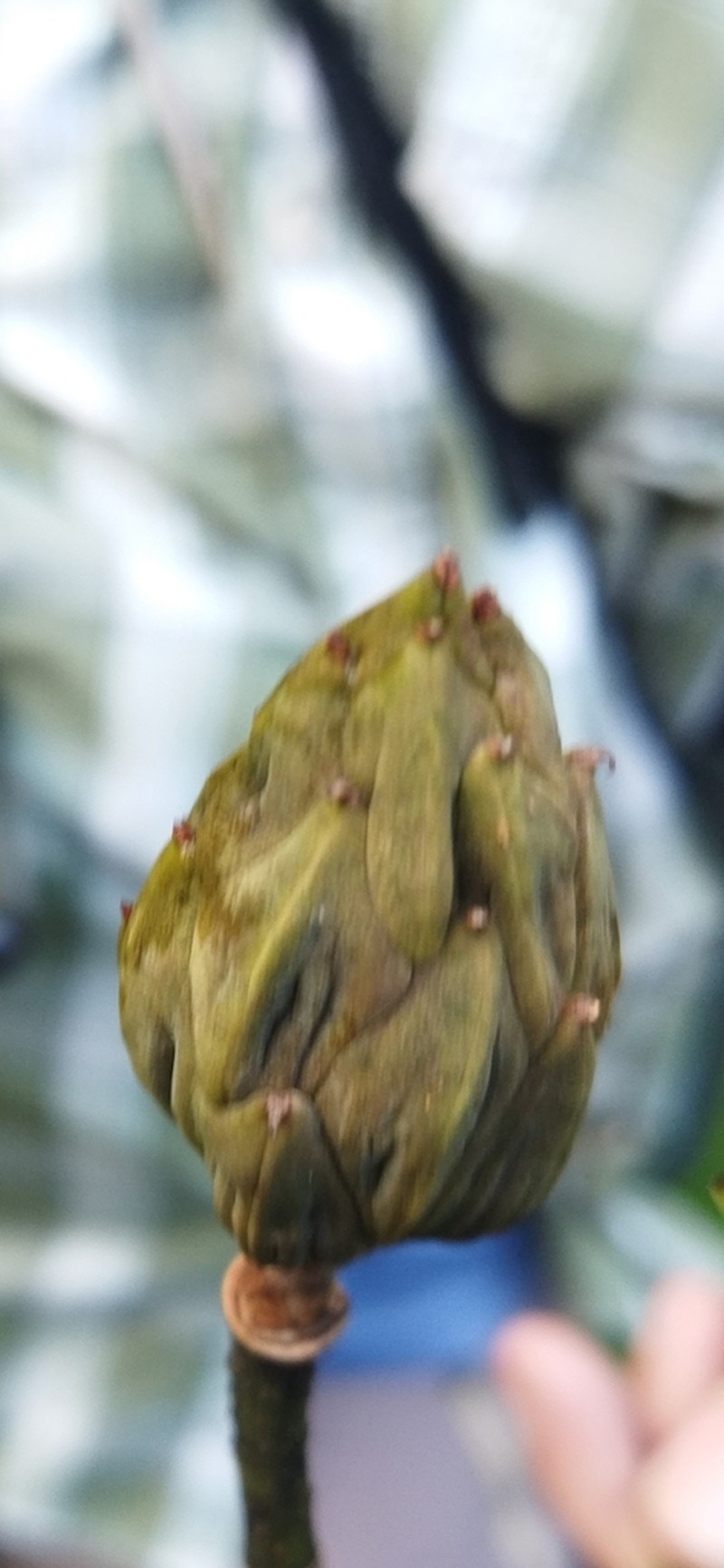 Magnolia poasana photo 5