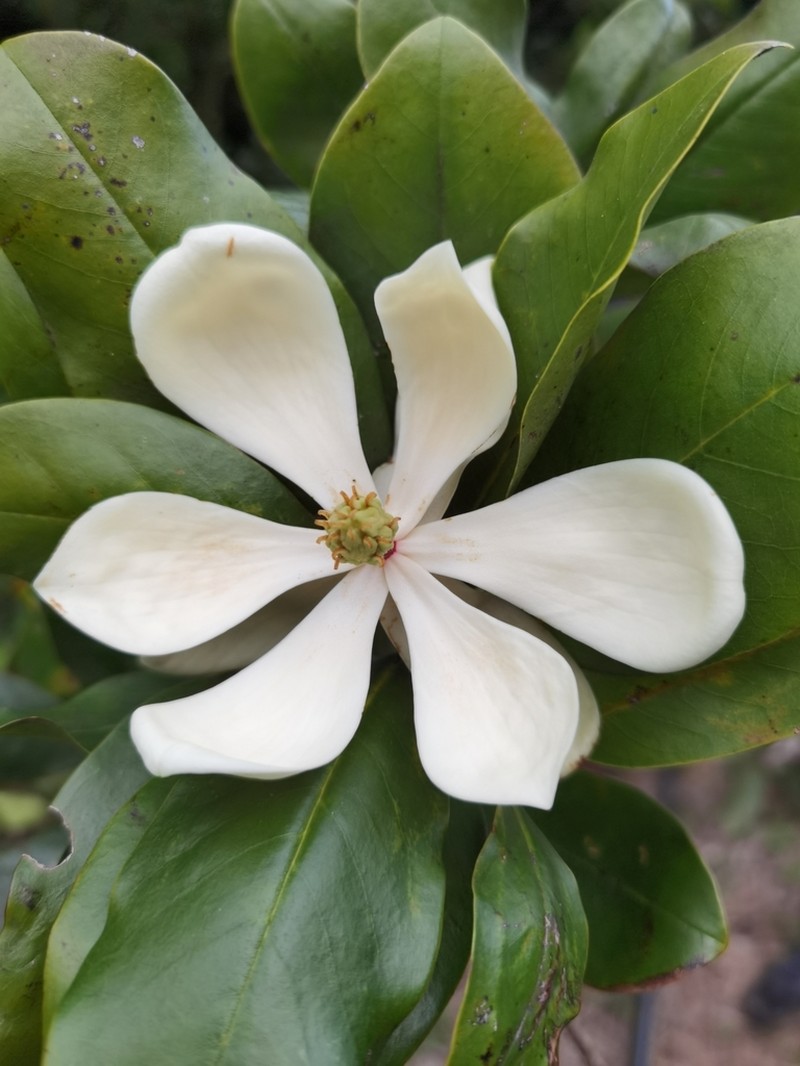 Magnolia poasana photo 6
