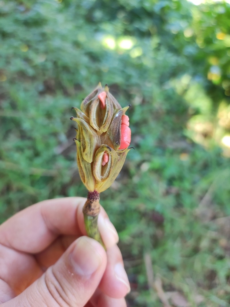 Magnolia poasana photo 7