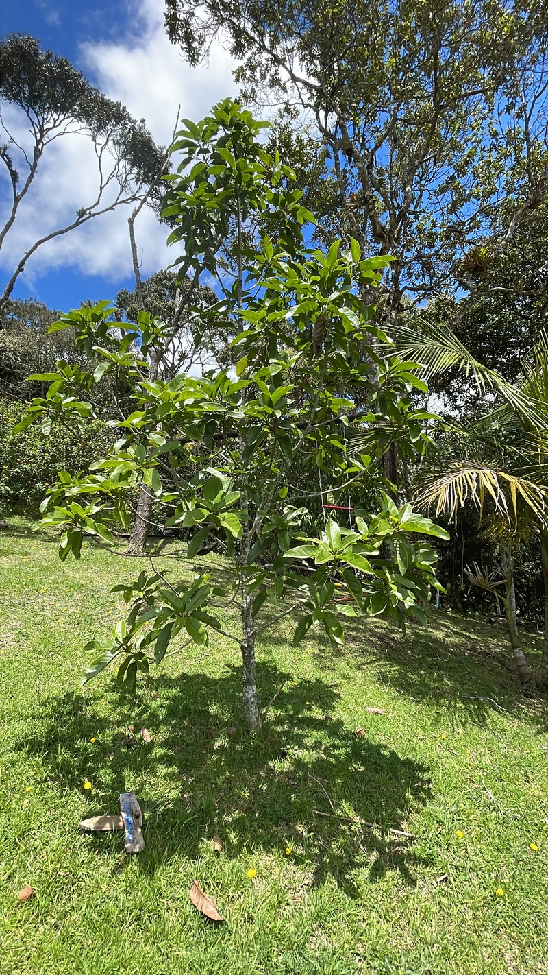 Magnolia polyhypsophylla