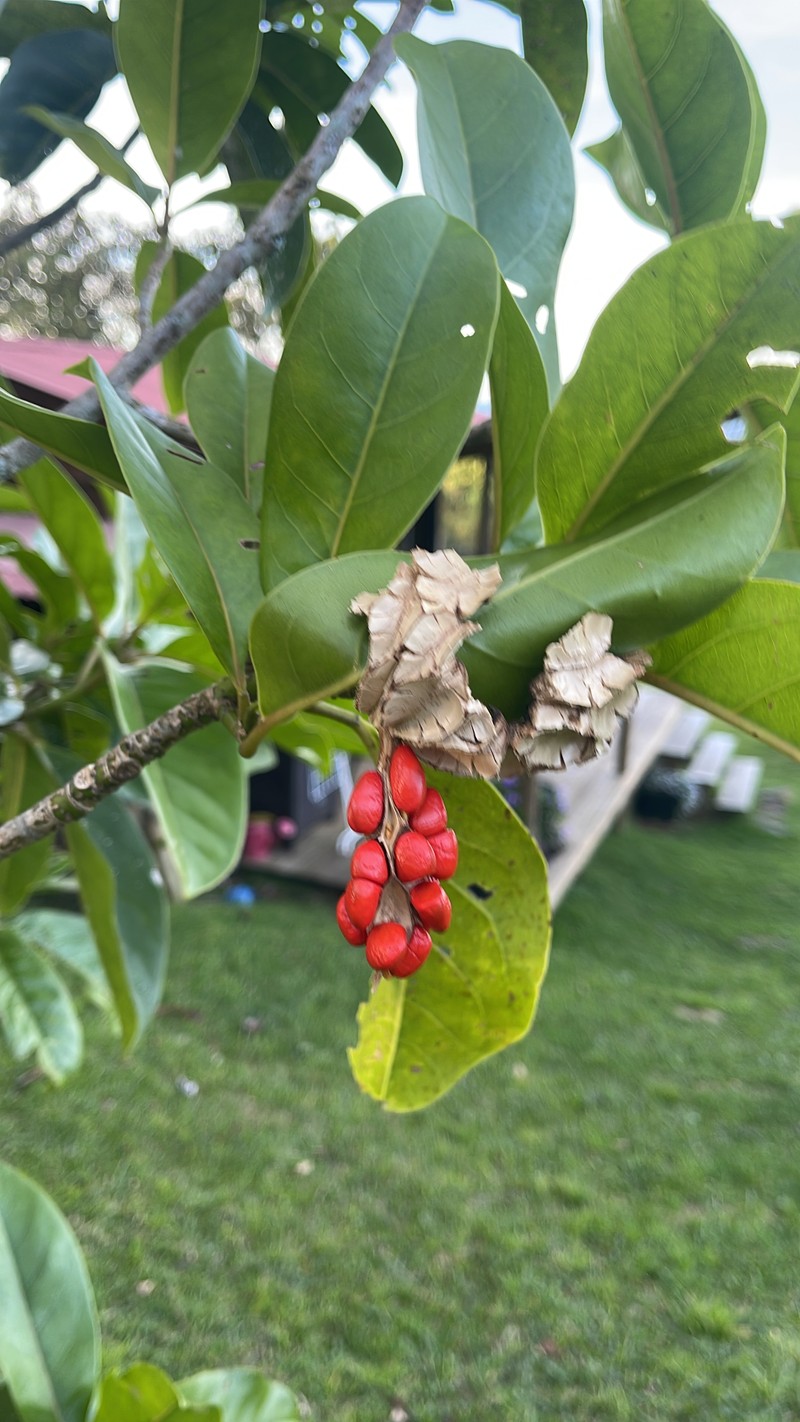 Magnolia polyhypsophylla photo 2