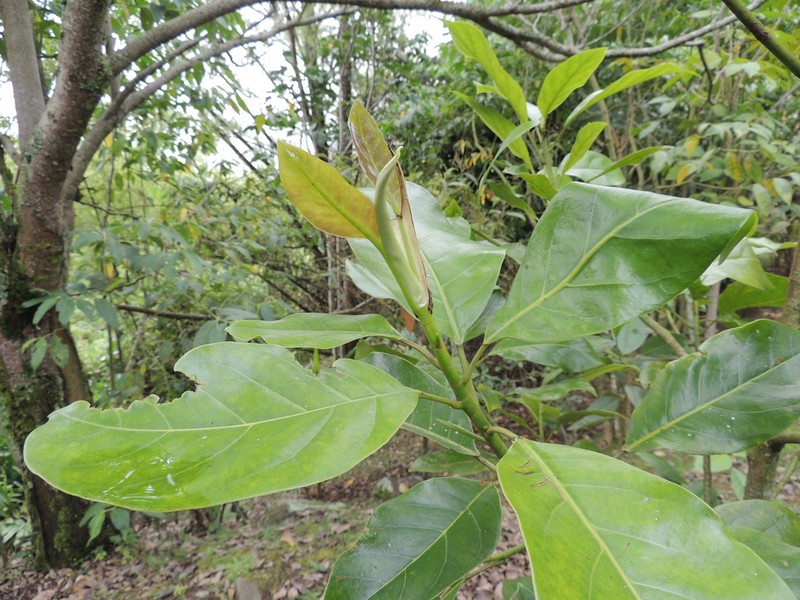 Magnolia polyhypsophylla photo 3