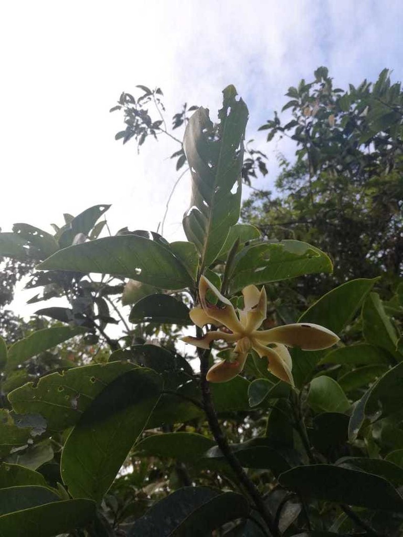 Magnolia polyhypsophylla photo 4