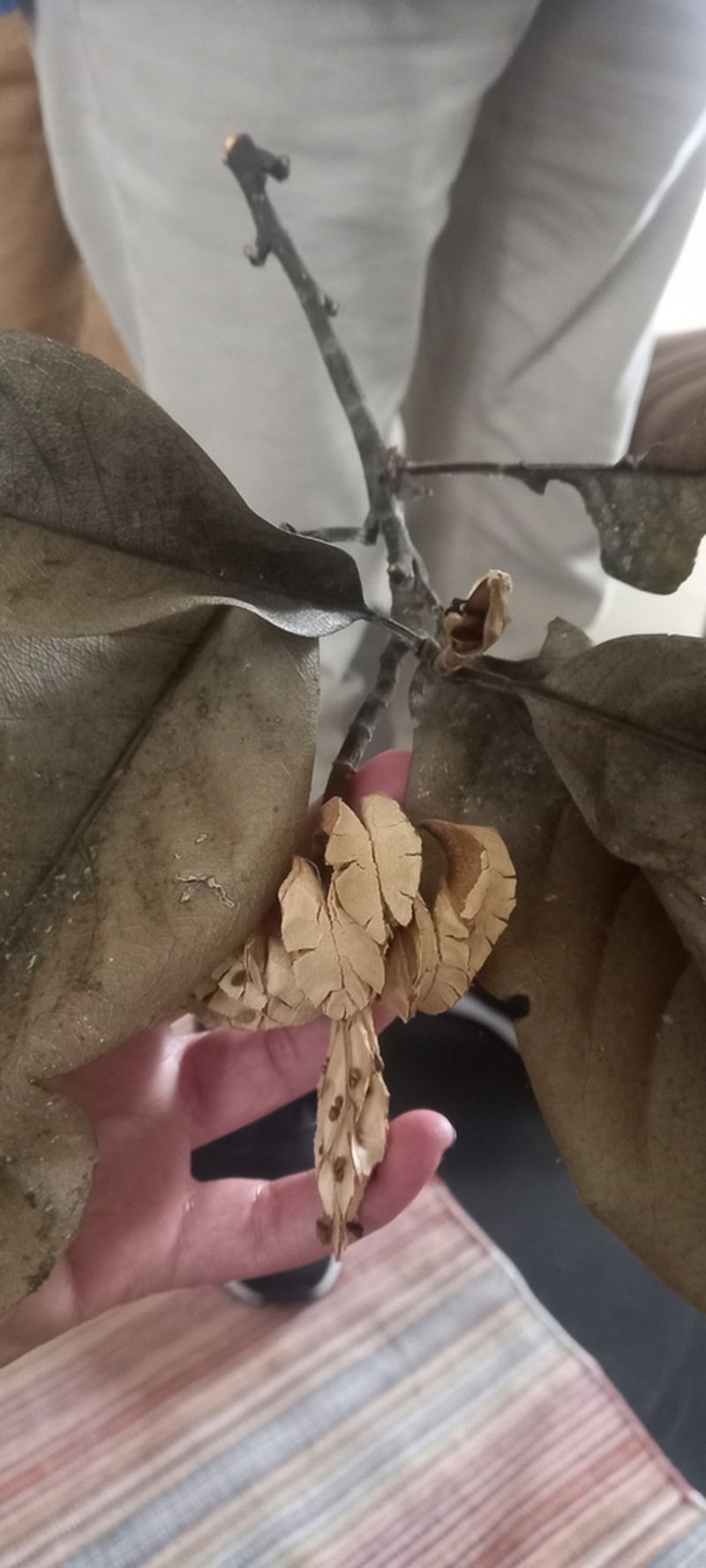 Magnolia polyhypsophylla photo 6
