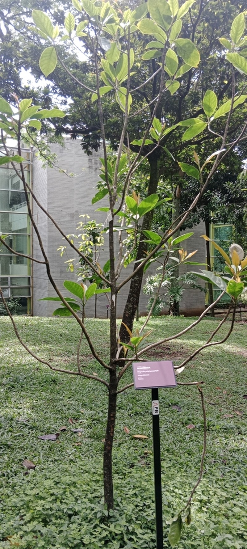 Magnolia polyhypsophylla photo 7