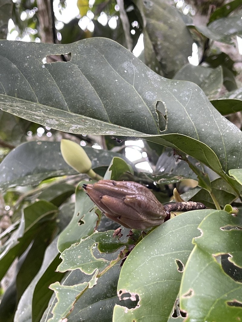 Magnolia polyhypsophylla photo 8