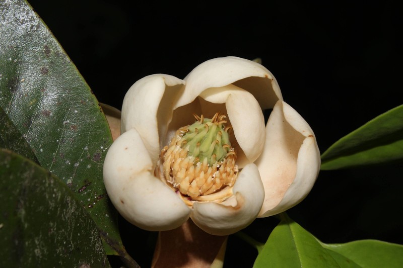 Magnolia poqomchi