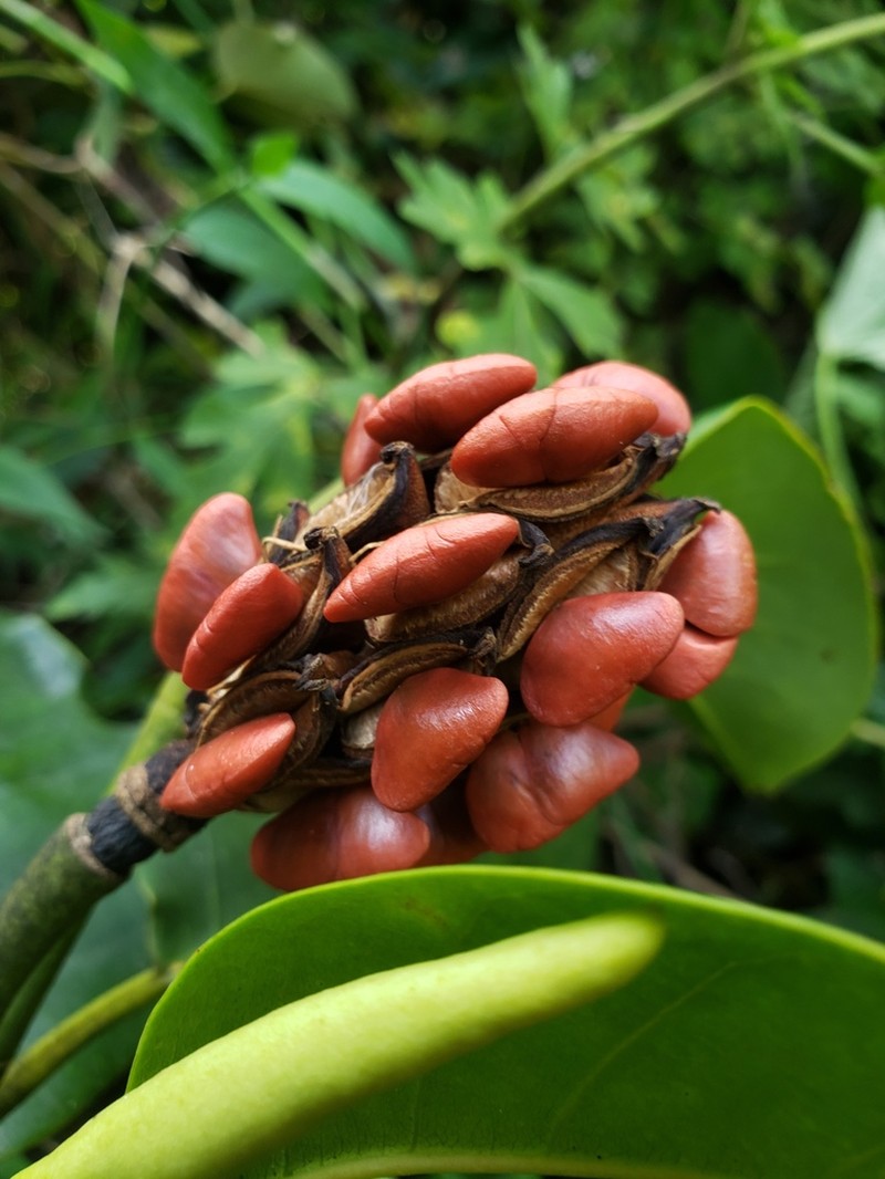 Puerto Rico Magnolia photo 2