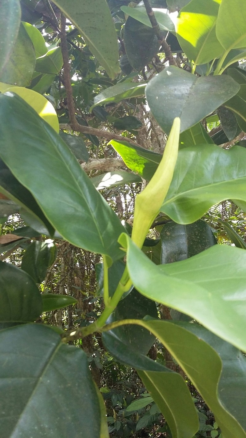 Puerto Rico Magnolia photo 3