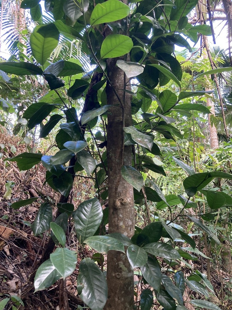 Puerto Rico Magnolia photo 4