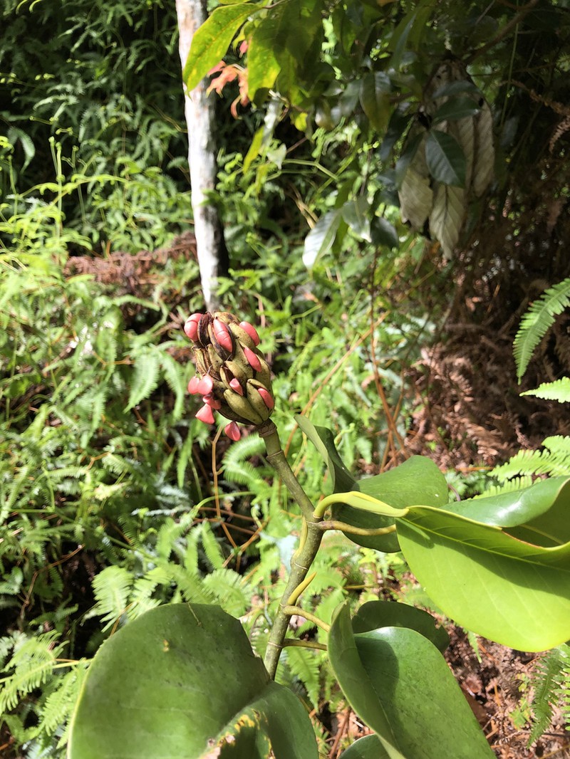 Puerto Rico Magnolia photo 5