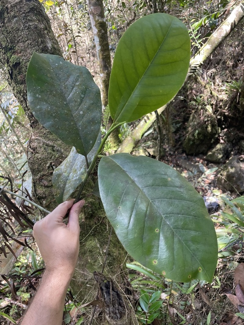 Puerto Rico Magnolia photo 6