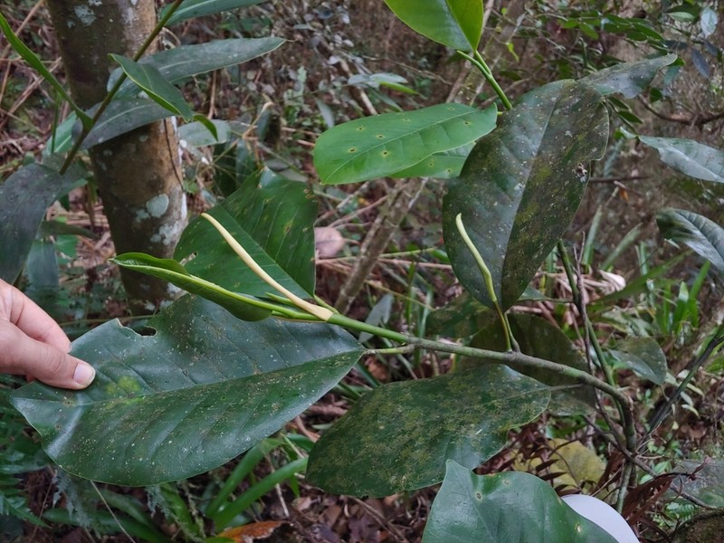 Puerto Rico Magnolia photo 8