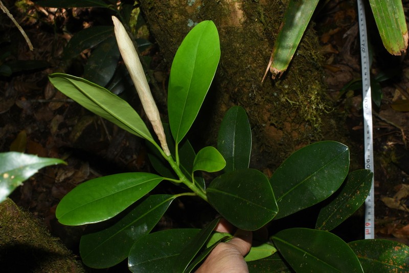 Magnolia praecalva