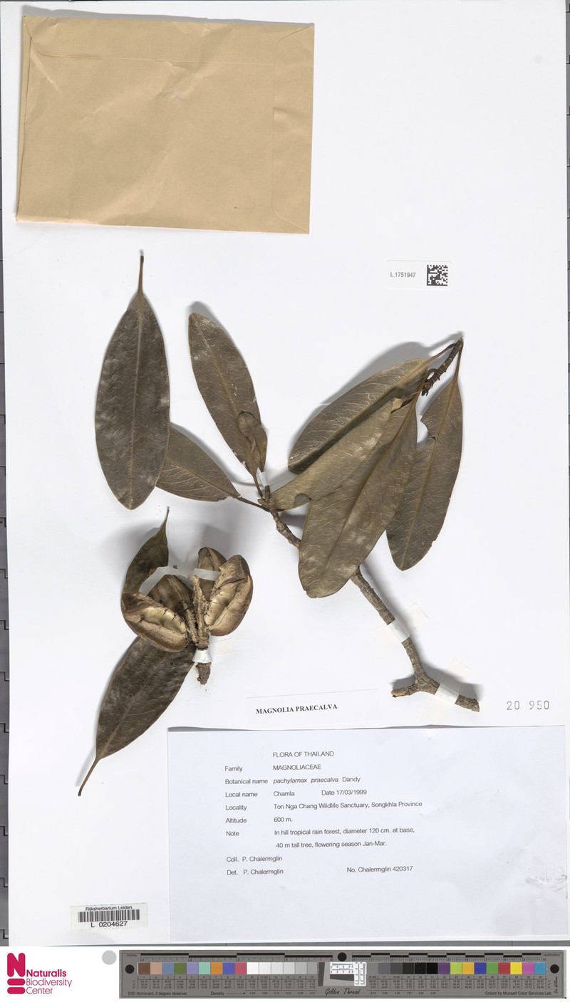 Magnolia praecalva photo 3