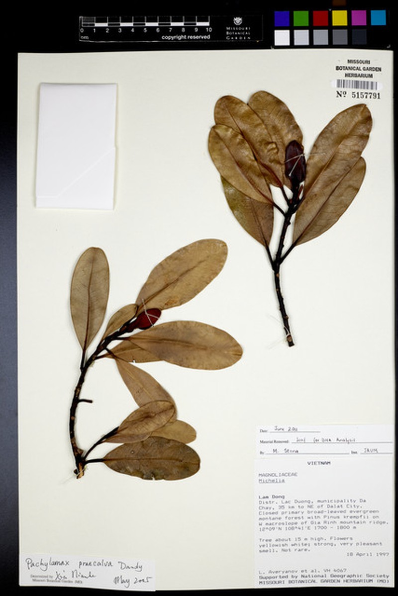 Magnolia praecalva photo 4