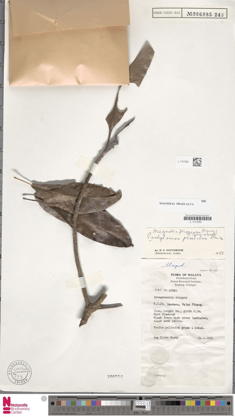 Magnolia praecalva photo 5