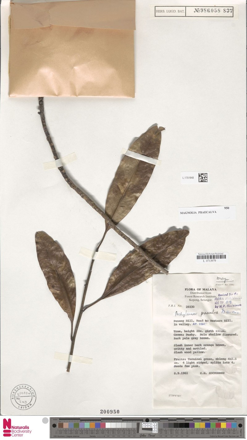Magnolia praecalva photo 6