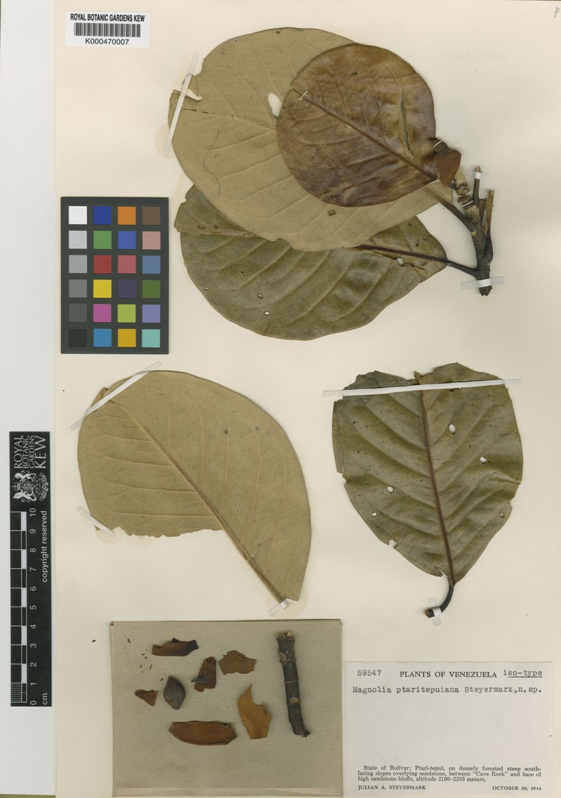 Magnolia ptaritepuiana