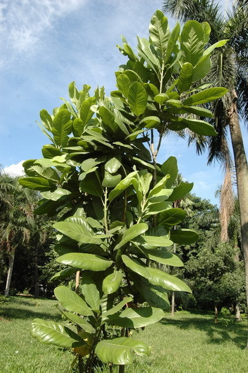Magnolia pterocarpa photo 3