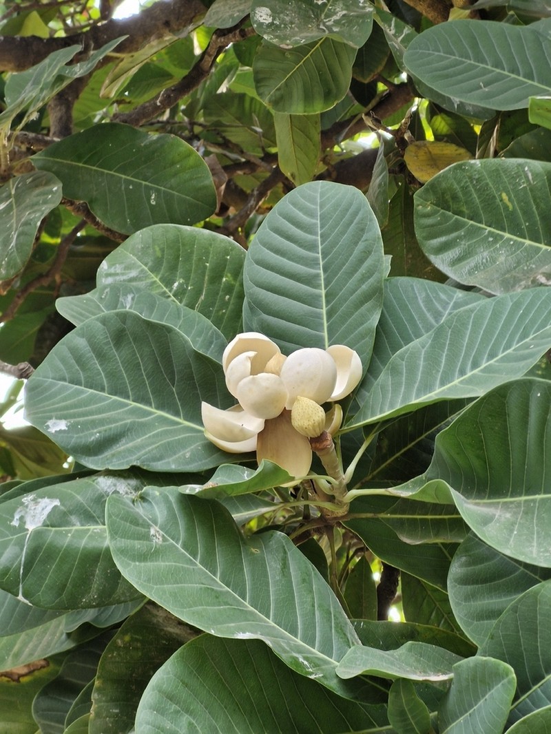 Magnolia pterocarpa photo 5