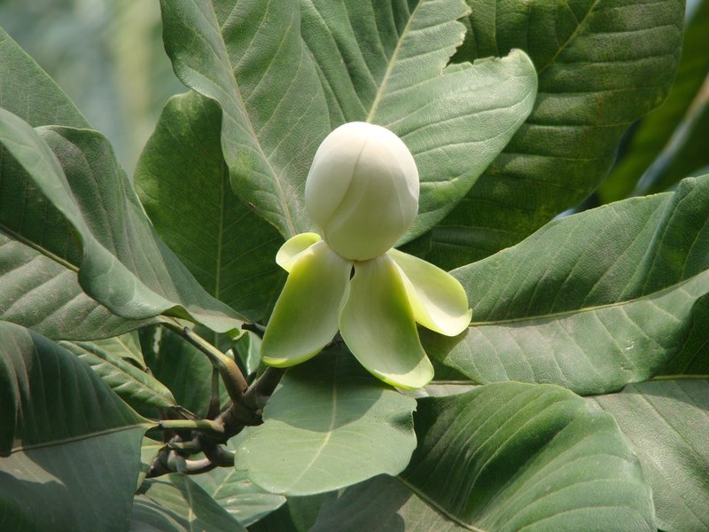 Magnolia pterocarpa