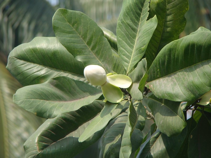 Magnolia pterocarpa photo 2