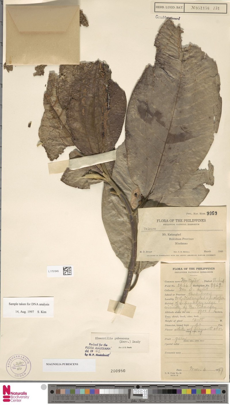 Magnolia pubescens